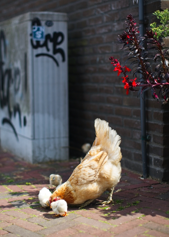 Chicken in Utrecht